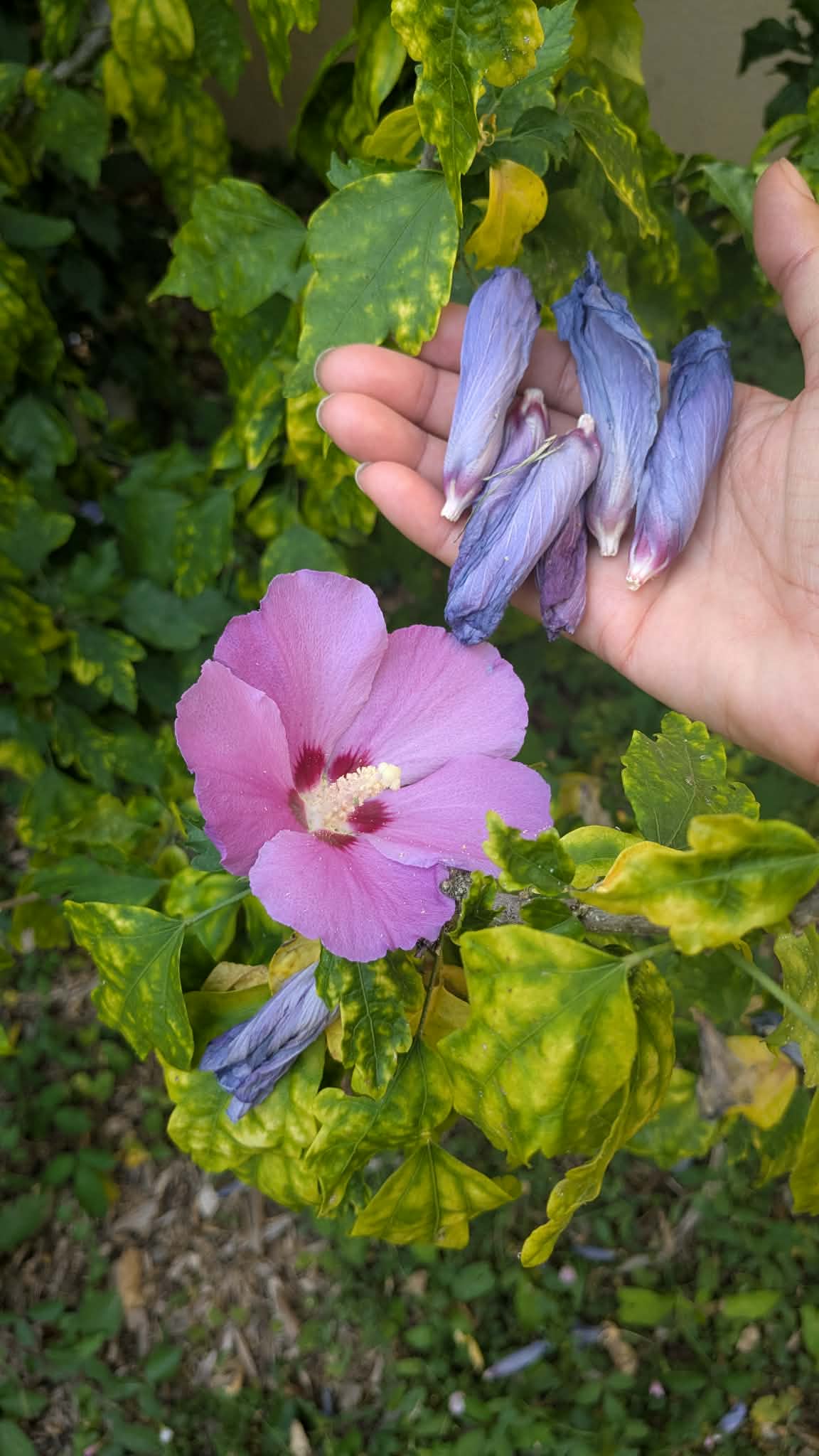 Atelier empreintes végétales 28/03/2026 15h30-17h – Image 2