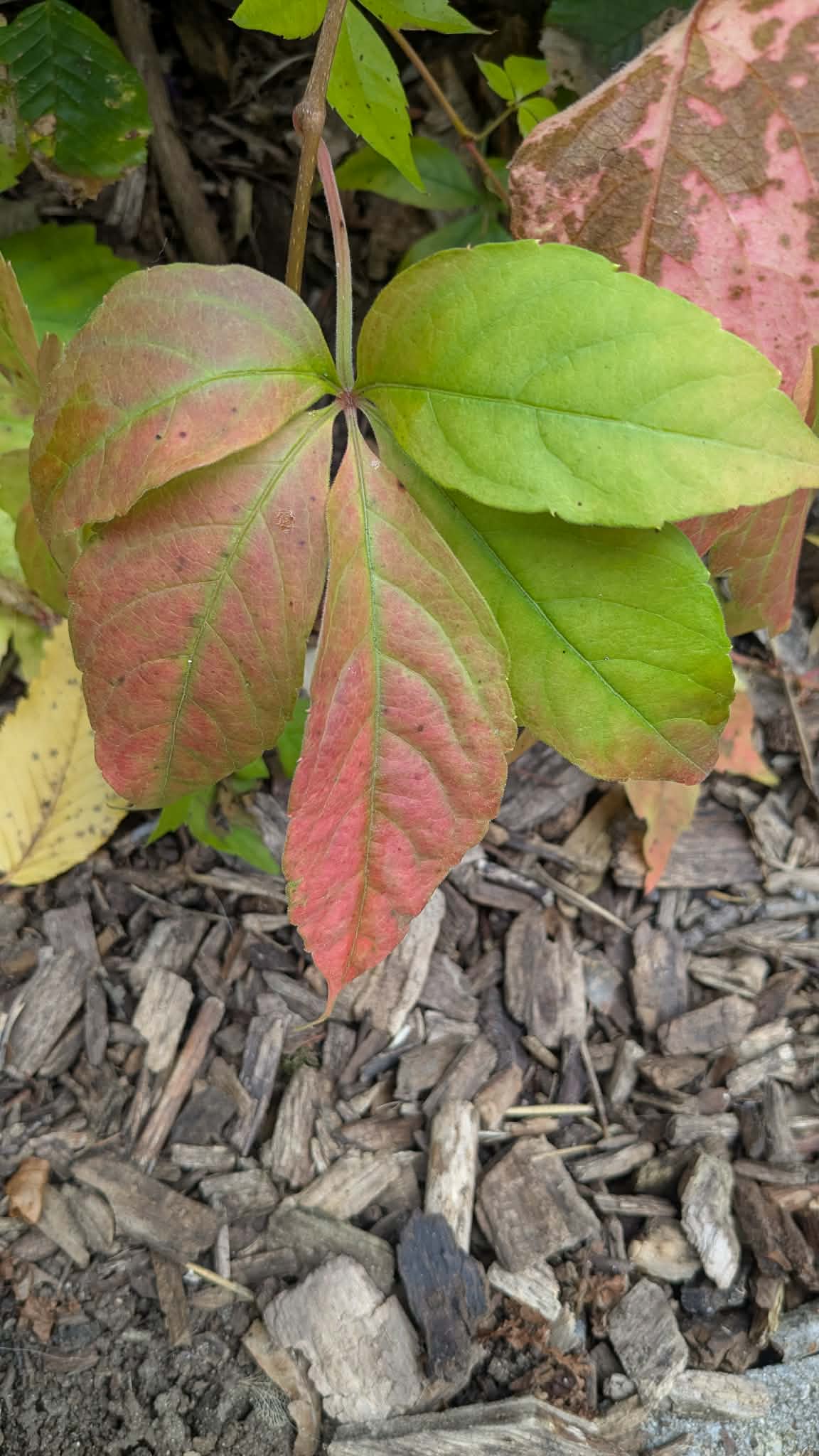 Atelier empreintes végétales 28/03/2026 15h30-17h – Image 3